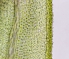 Aulacomnium palustre