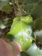 Aceria mackiei