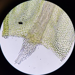 Aulacomnium palustre