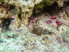 Gnatholepis thompsoni