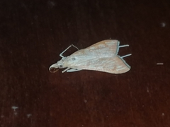 Antigastra catalaunalis