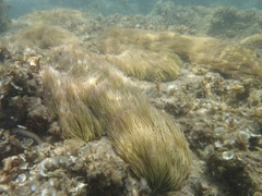 Anemonia viridis