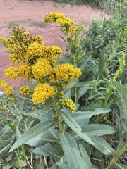 Solidago sempervirens