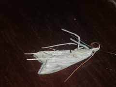 Antigastra catalaunalis