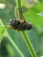 Muscina stabulans