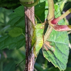 Conocephalini