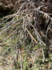 Cupressus