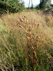 Dianthus superbus