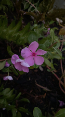 Catharanthus roseus