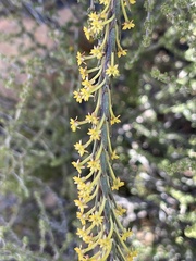 Struthiola eckloniana