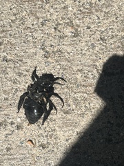 Xylocopa californica