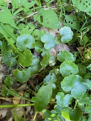 Hydrocotyle americana