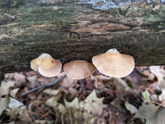 Crepidotus mollis