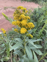 Solidago sempervirens