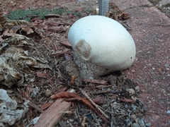 Lycoperdon pratense