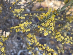 Struthiola eckloniana