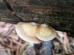 Crepidotus mollis