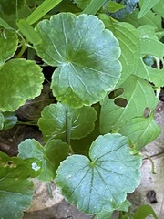 Hydrocotyle americana