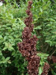 Rumex cristatus