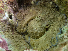 Octopus insularis