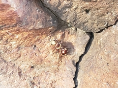 Dasymutilla fasciventris