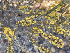 Struthiola eckloniana