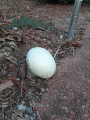 Lycoperdon pratense