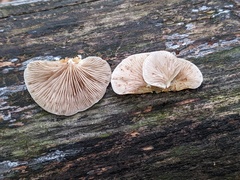 Crepidotus mollis