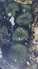 Anthopleura xanthogrammica