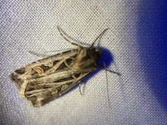 Feltia