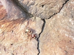 Dasymutilla fasciventris