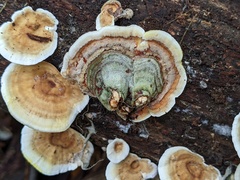 Stereum subtomentosum