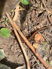 Desmognathus ochrophaeus