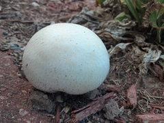 Lycoperdon pratense