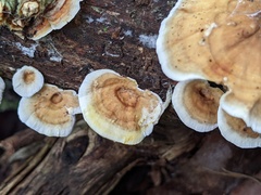 Stereum subtomentosum