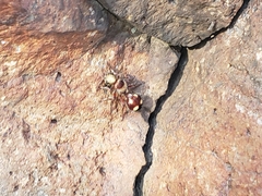 Dasymutilla fasciventris