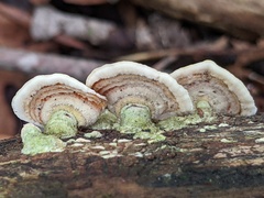 Stereum subtomentosum