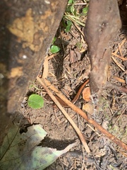 Desmognathus ochrophaeus