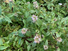 Pycnanthemum