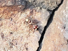 Dasymutilla fasciventris