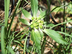 Euphorbia dentata