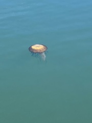 Chrysaora fuscescens