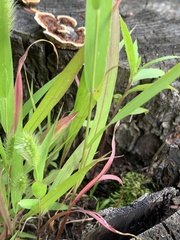 Setaria viridis