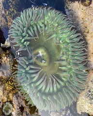 Anthopleura xanthogrammica