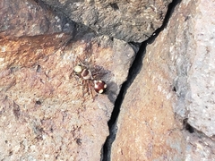 Dasymutilla fasciventris
