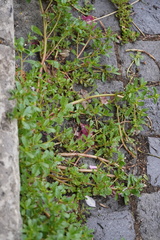 Portulaca oleracea