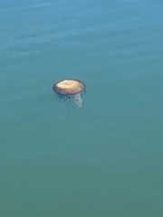 Chrysaora fuscescens