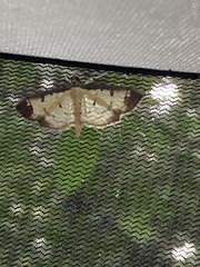 Ategumia ebulealis