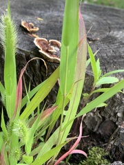 Setaria viridis