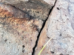 Dasymutilla fasciventris